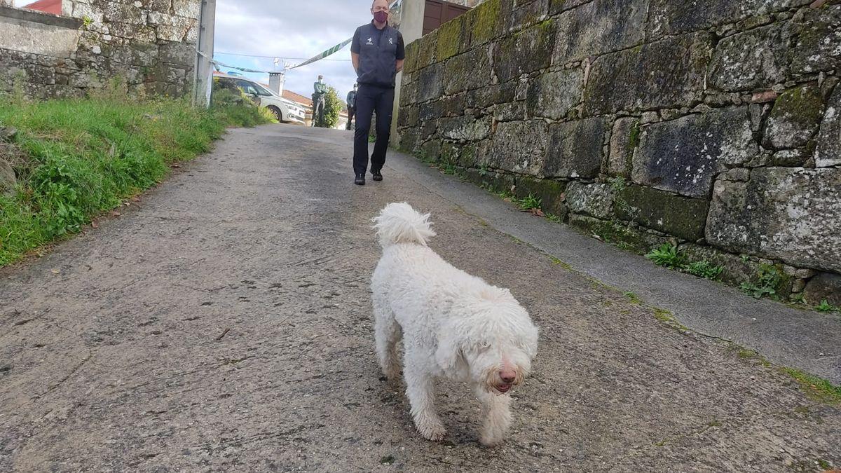 Dylan, uno de los perros adiestrados de la Guardia Civil que ha colaborado en este caso. / J. FRAIZ