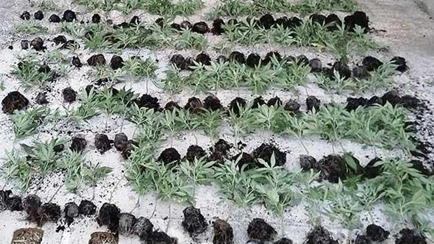 Plantas de marihuana, en fase de crecimiento, intervenidas en una finca de Sineu.