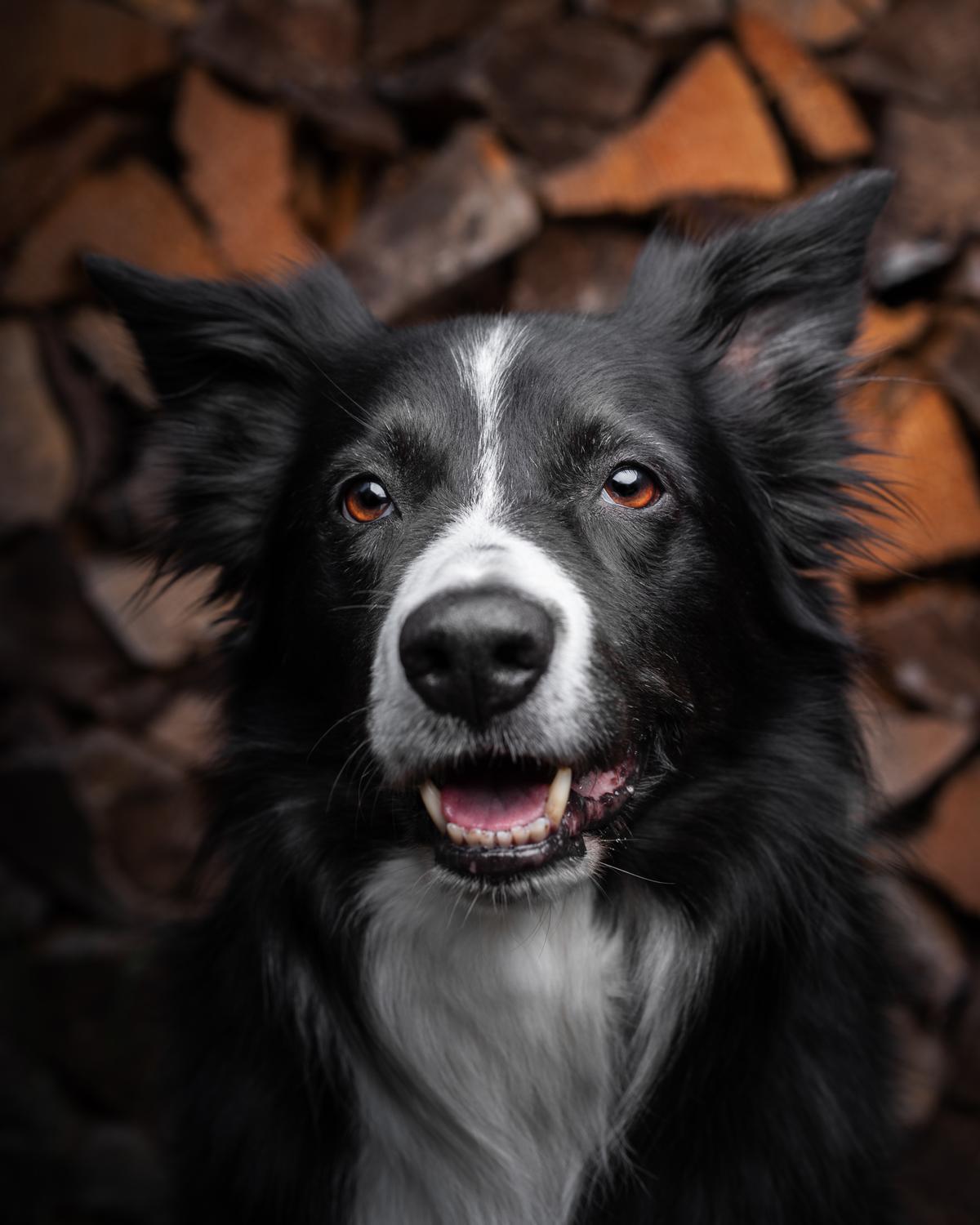 Razas de perros medianos: Border Collie