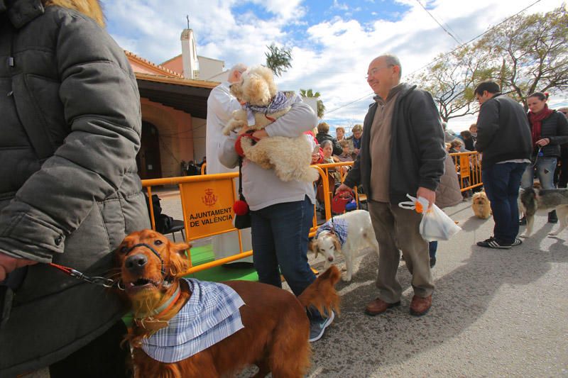 Benidición de animales en la Ermita de Vera y en la Punta