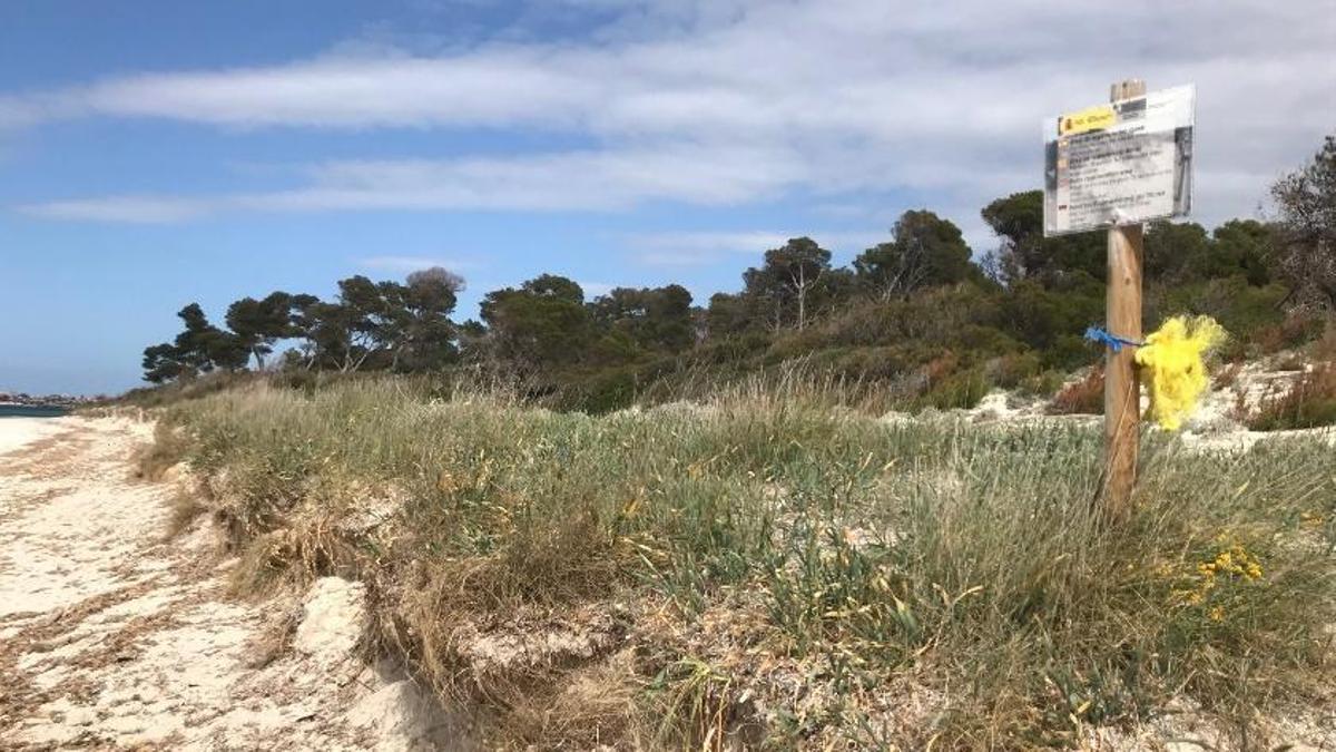 VÍDEO | Reclaman actuaciones urgentes para preservar el sistema dunar de es Carbó