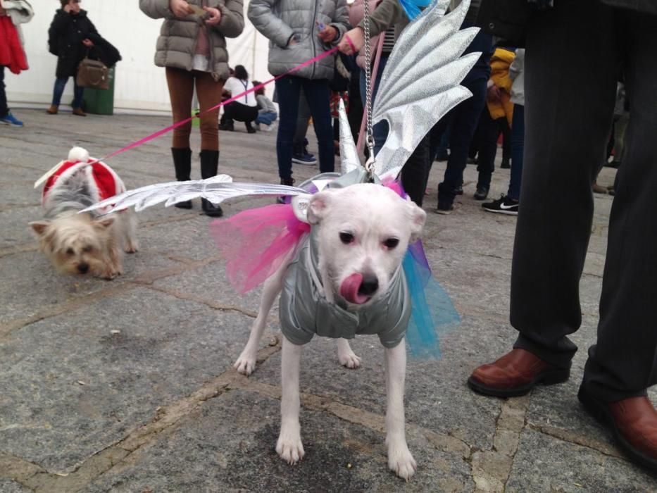 Carnaval en Toro: Concurso de mascotas