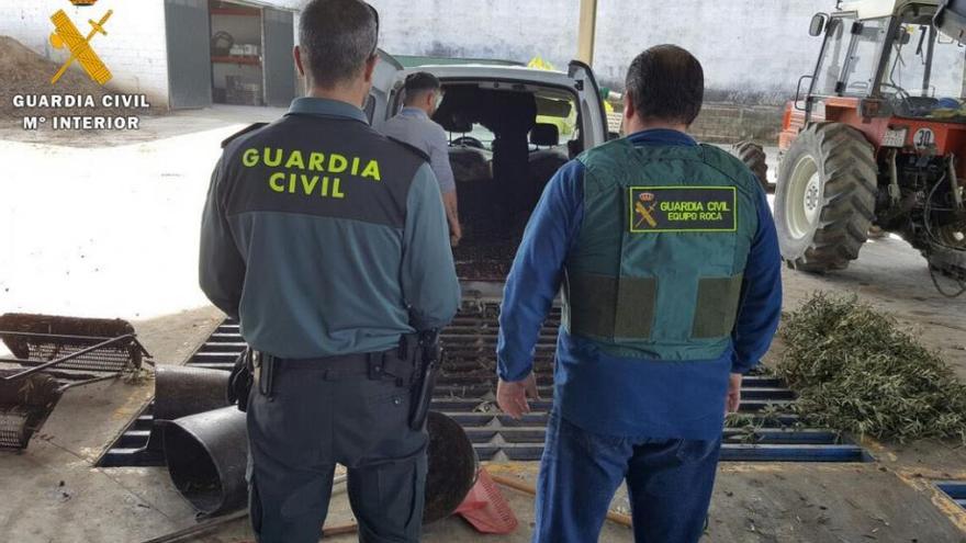 Siete detenidos por robos de aceituna en fincas de Córdoba