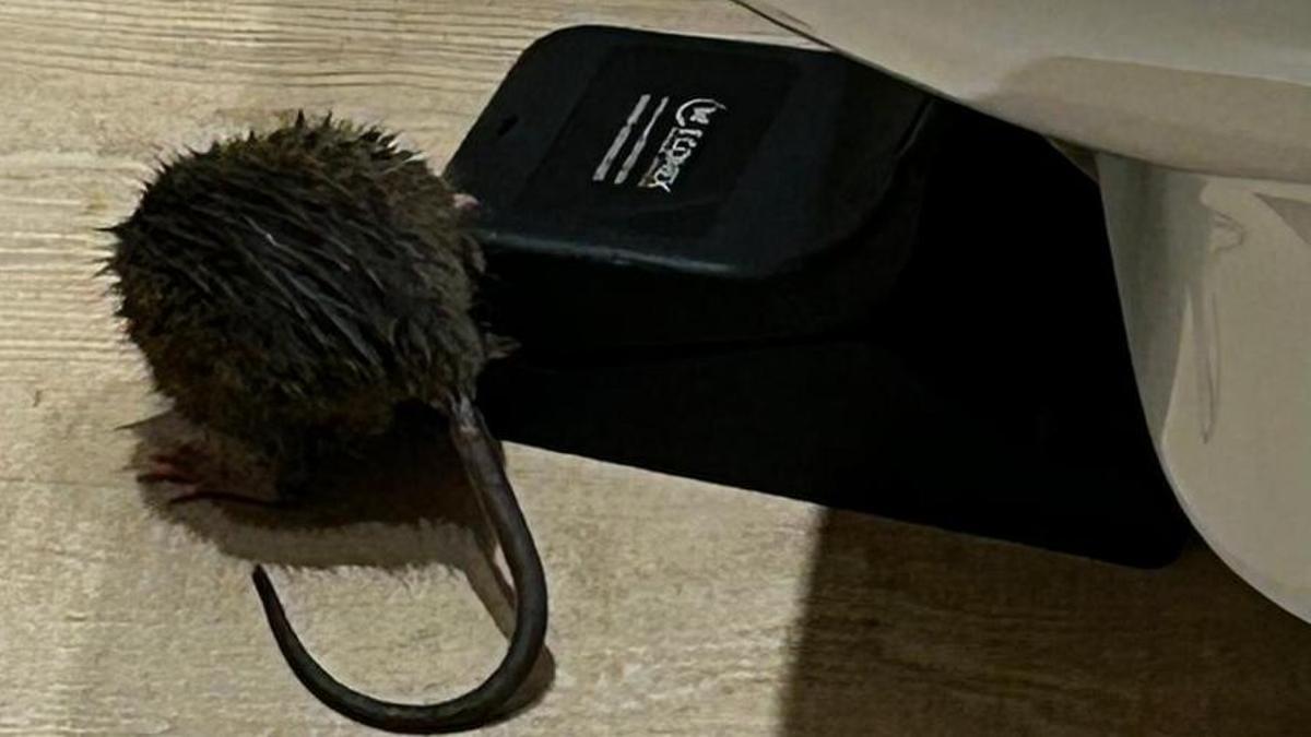Alarma vecinal en Nou Llevant por la aparición de ratas en la calle y en viviendas