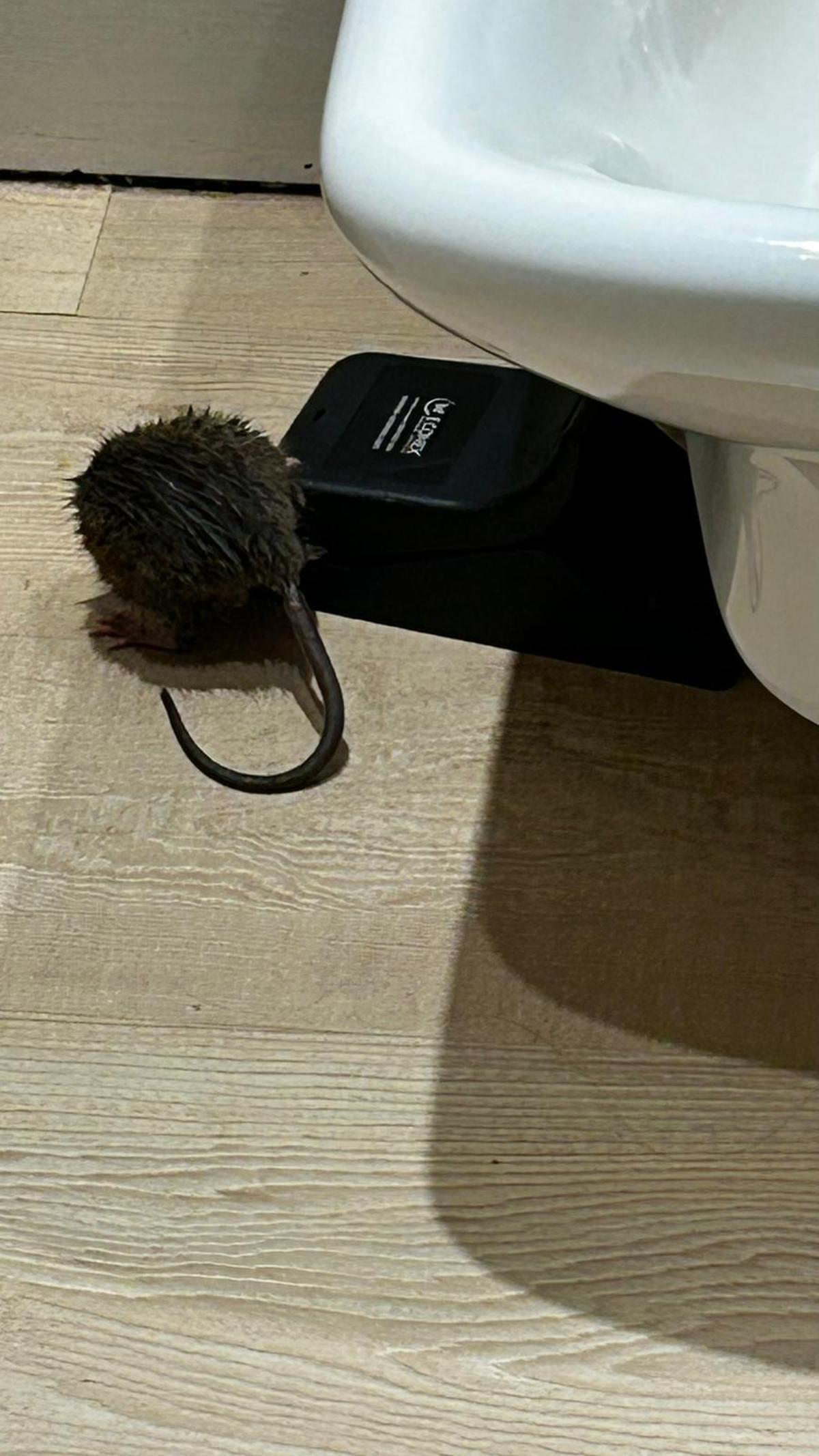 Una rata en una vivienda de Nou Llevant.