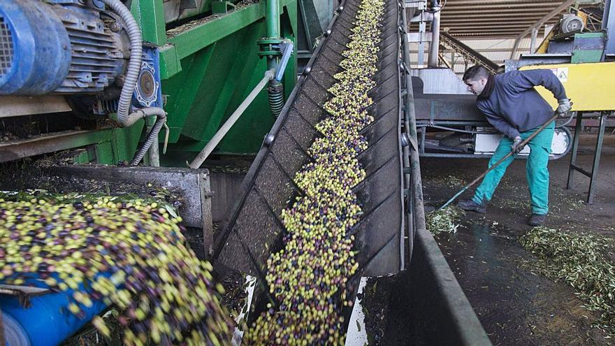 El aceite de oliva, un producto de excelencia