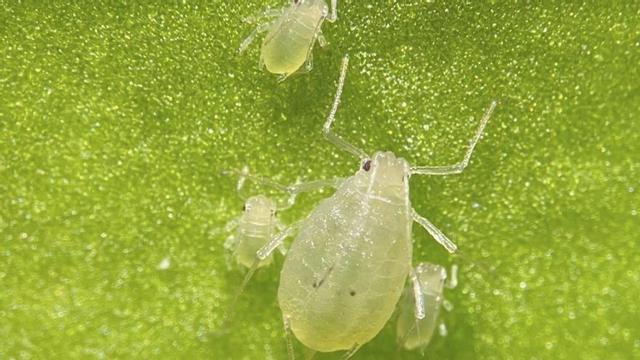 La plaga del pulgón ya ha arrasado la mitad de las cosechas de las explotaciones afectadas en la Región. | EUROPA PRESS