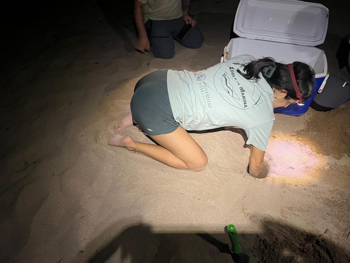 Las imágenes de la puesta de la tortuga Mona en Dénia
