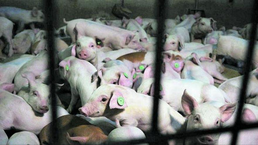 Schweine in Massenzucht: Ein Angriff auf die Landwirte?