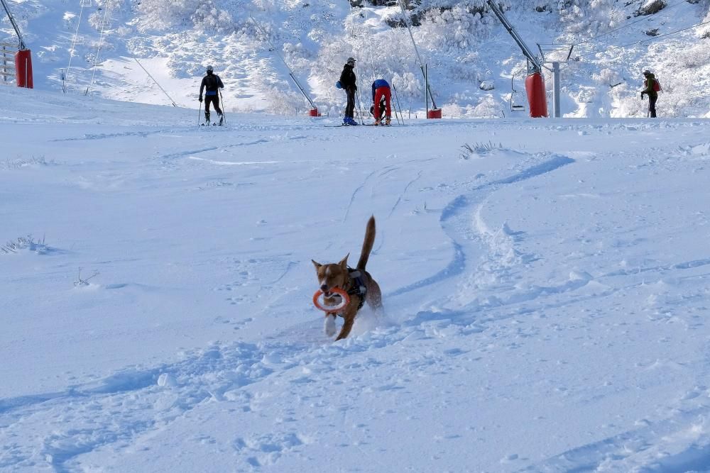 La última nevada en Pajares, en imágenes.