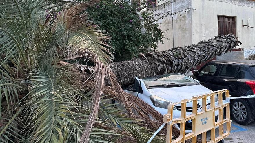 Una palmera aplasta un coche en Ibiza