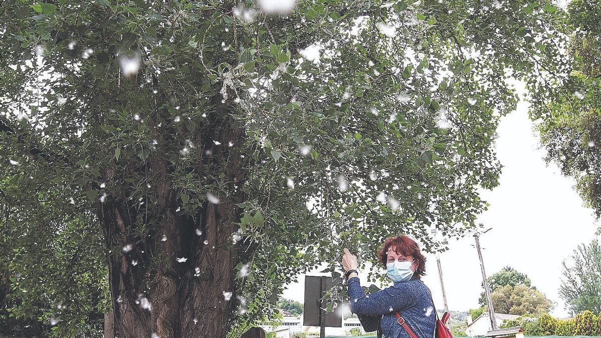 Una mujer con mascarilla, en un plátano de sombra en plena polinización.
