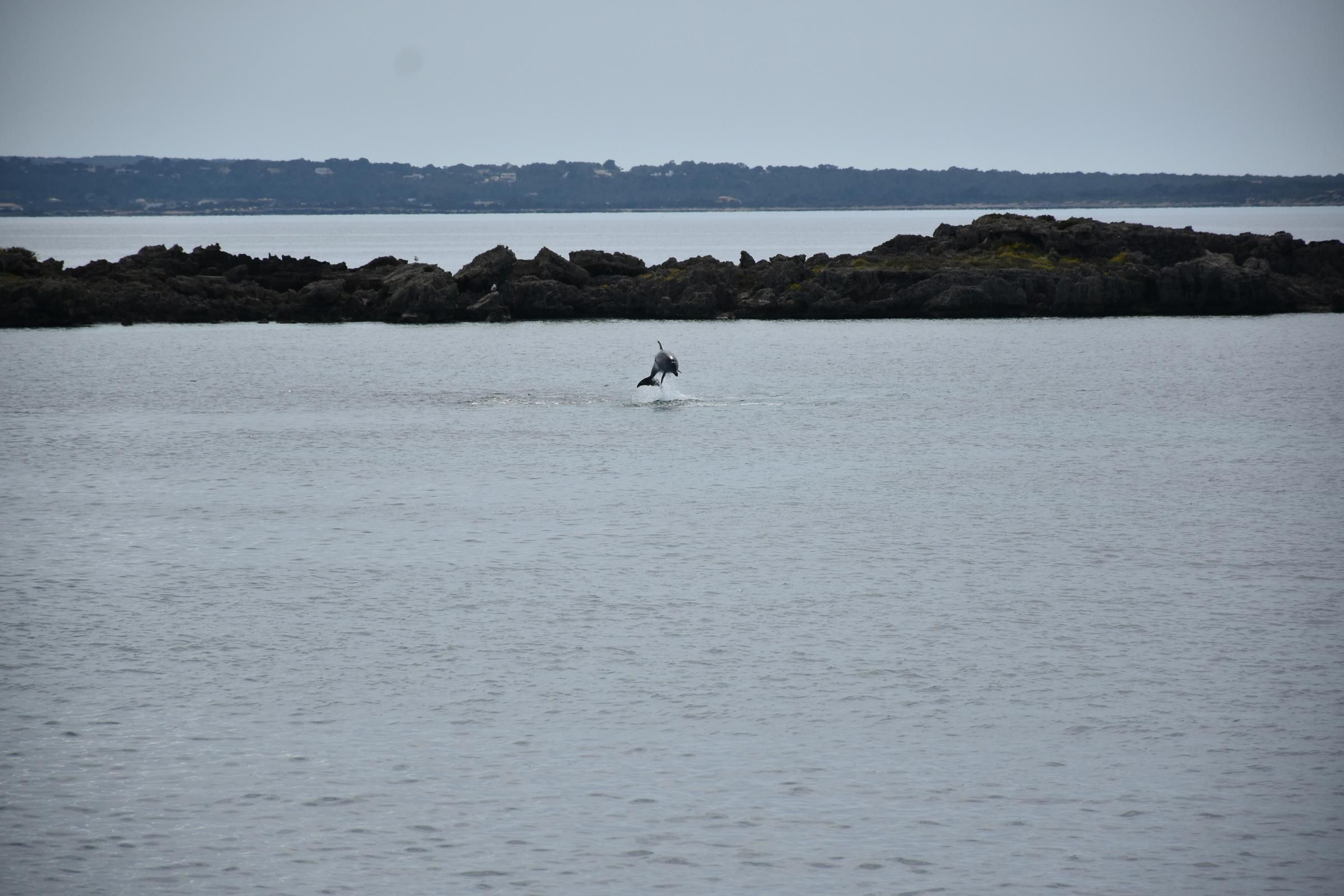 Delfines en  s'Espalmador