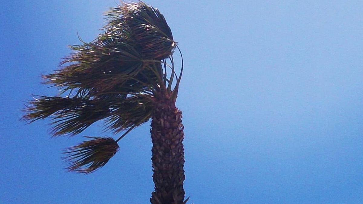 Barcelona tanca tots els parcs pel fort vent de la borrasca ‘Fien’