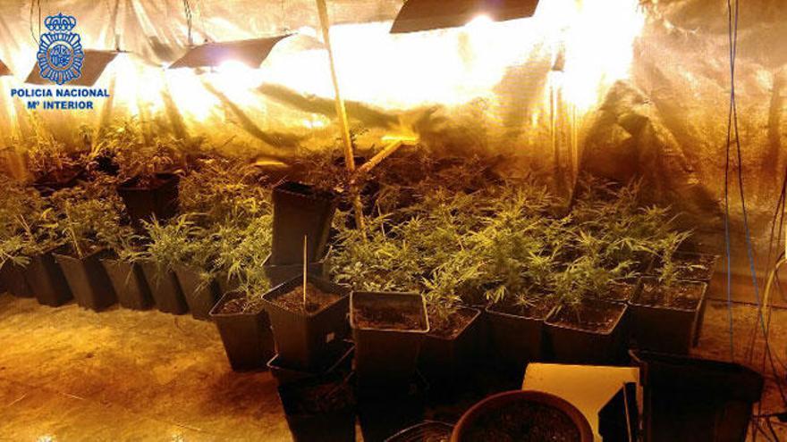 Detenida una mujer que mantenía una plantación de marihuana