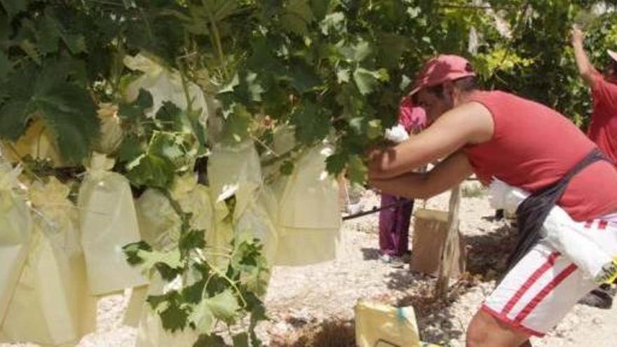 Los trabajadores se afanan en el embolsado de los racimos de uva, ayer en una finca en el término de Novelda.