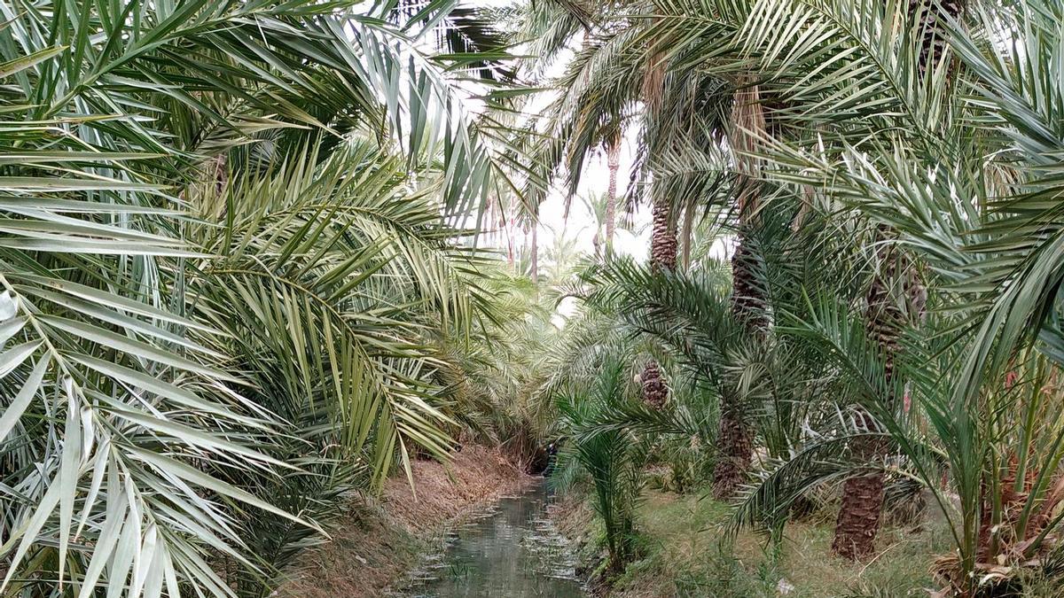 Azarbe de las Fuentes, en el Palmeral.