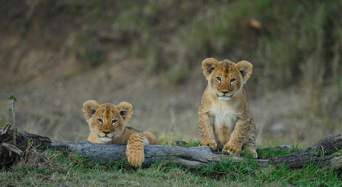 Cachorros de león en Masai Mara, una de las escenas más emocionantes que pueden aparecer durante un safari en 4x4.