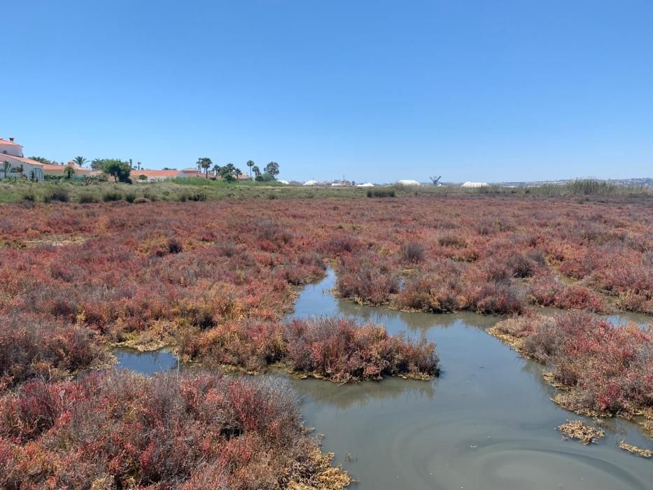 Zona inundada por la lluvia en la laguna de Torrevieja. Es poco habitual que presente este aspecto a finales de mayo. Algo que ha ocurrido este año con un ciclo excepcional de lluvias en primavera.