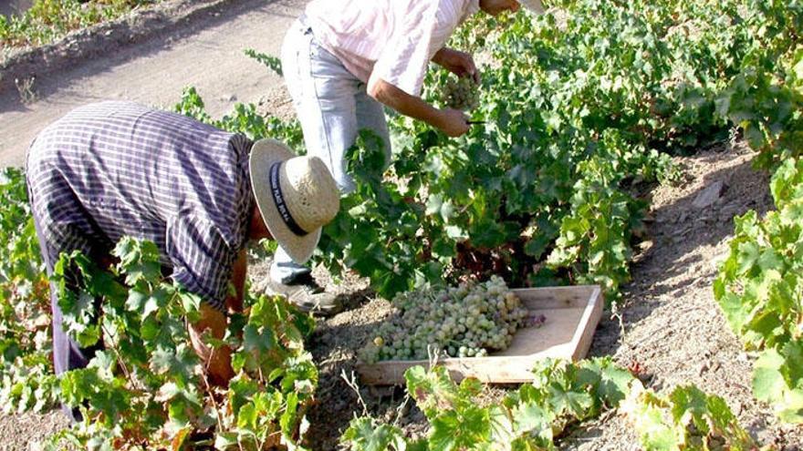 La recogida de uva para vinos espumosos acaba de comenzar en la comarca de la Axarquía.