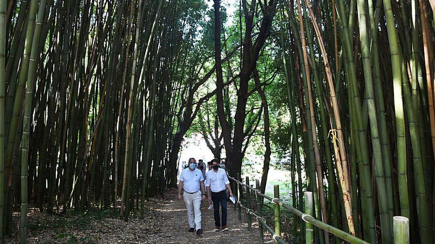 Paseo de bambúes.   | // CARLOS PARDELLAS