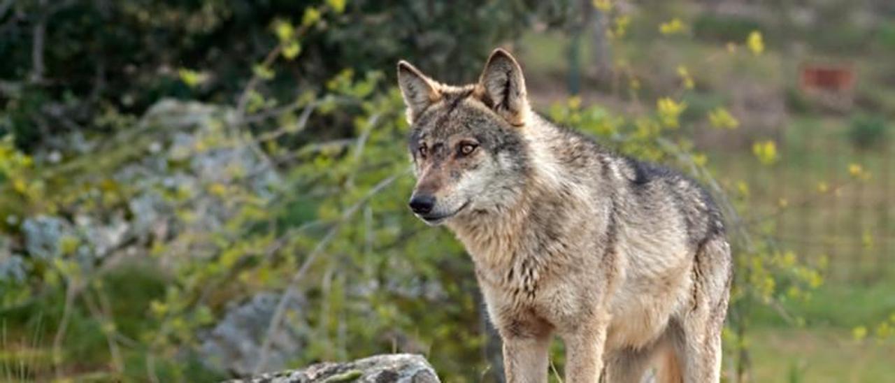 Lobo ibérico