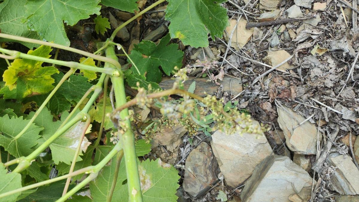 Otra vid afectada por el hongo mildiu, en una imagen facilitada por el Consejo Regulador del Vino de Málaga.