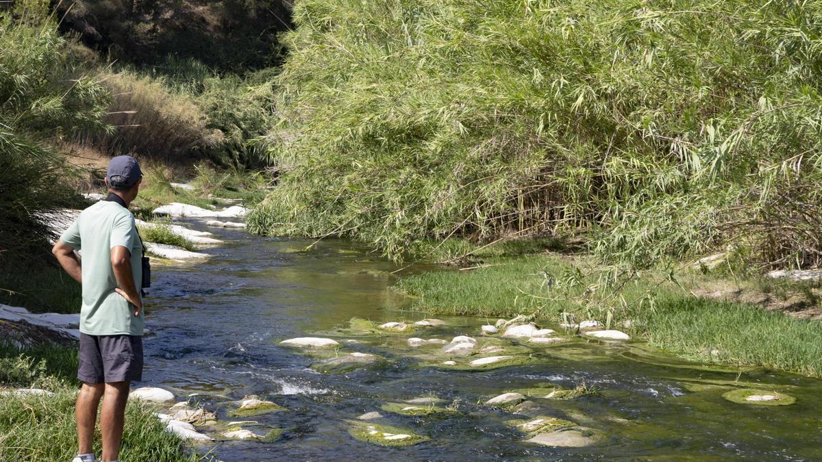 Un home observa el llit del riu Clariano, a l’altura de la depuradora d’Aielo de Malferit