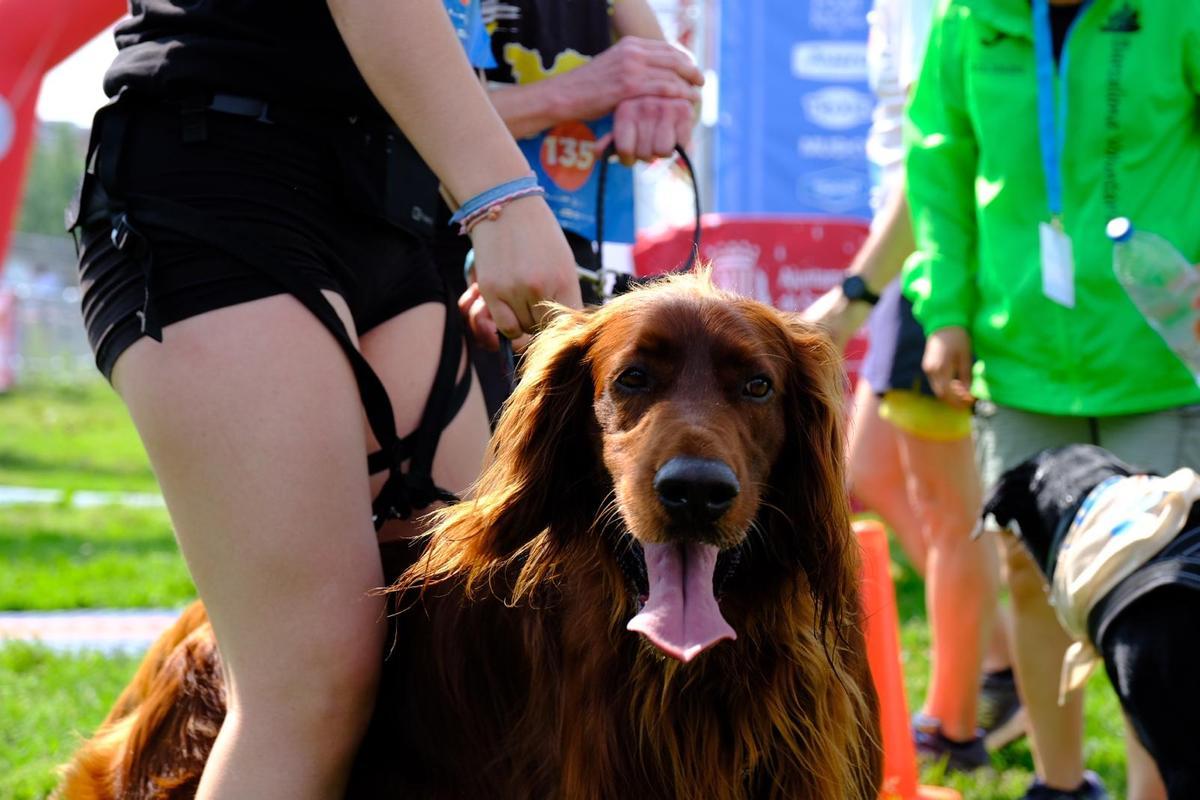Carrera Can We Run 2025