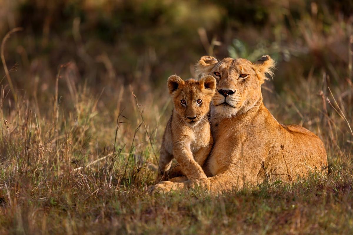 Lenoa, León, Kenia, África