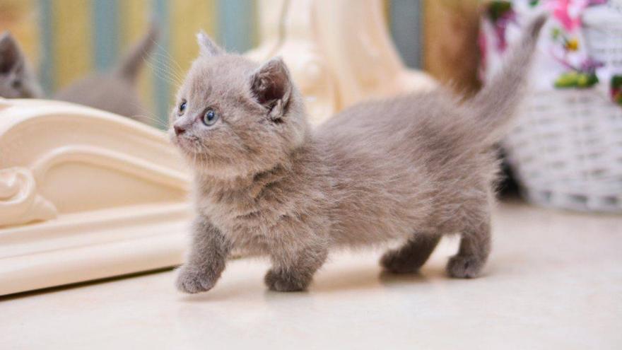 🐈 Gatos Enanos Munchkin 😍 Los rasgos que los hacen especiales
