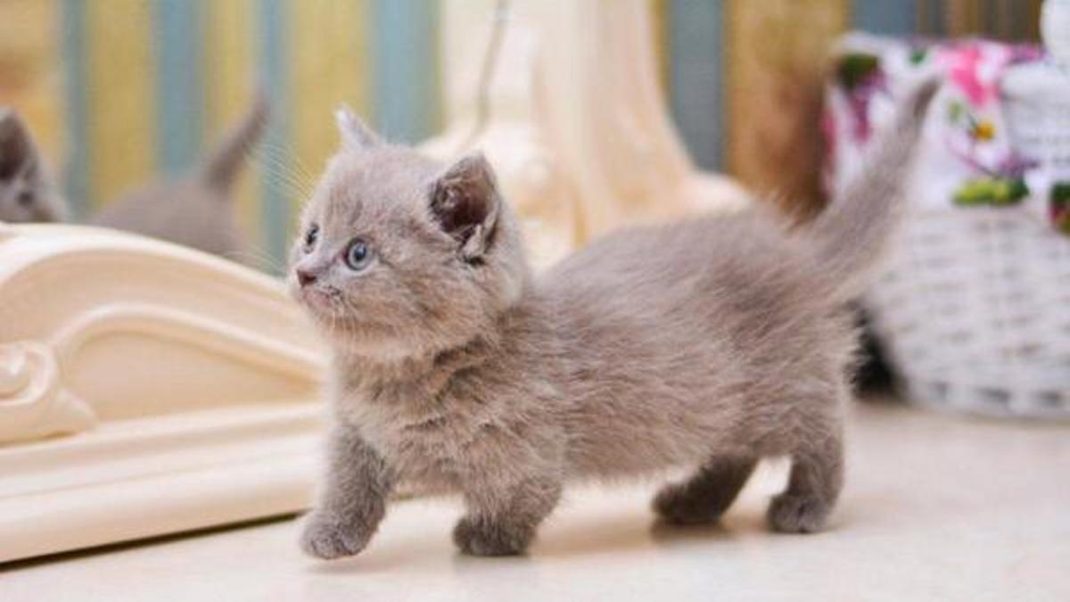 🐈 Gatos Enanos Munchkin 😍 Los rasgos que los hacen especiales