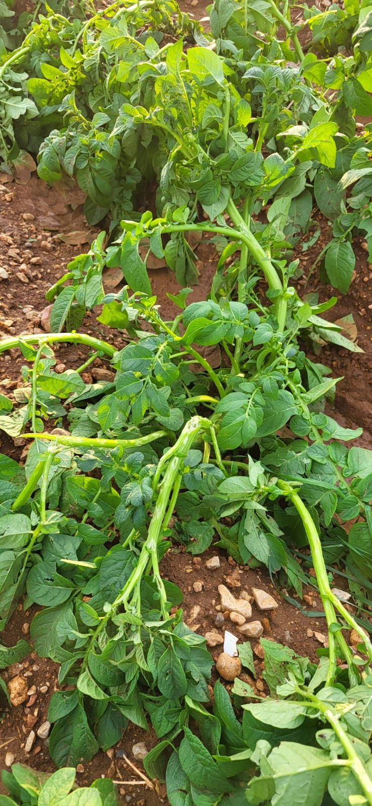 Una granizada destroza el cultivo de la patata en sa Pobla