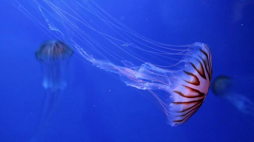 Una app de la UA usa la inteligencia artificial para localizar e identificar medusas