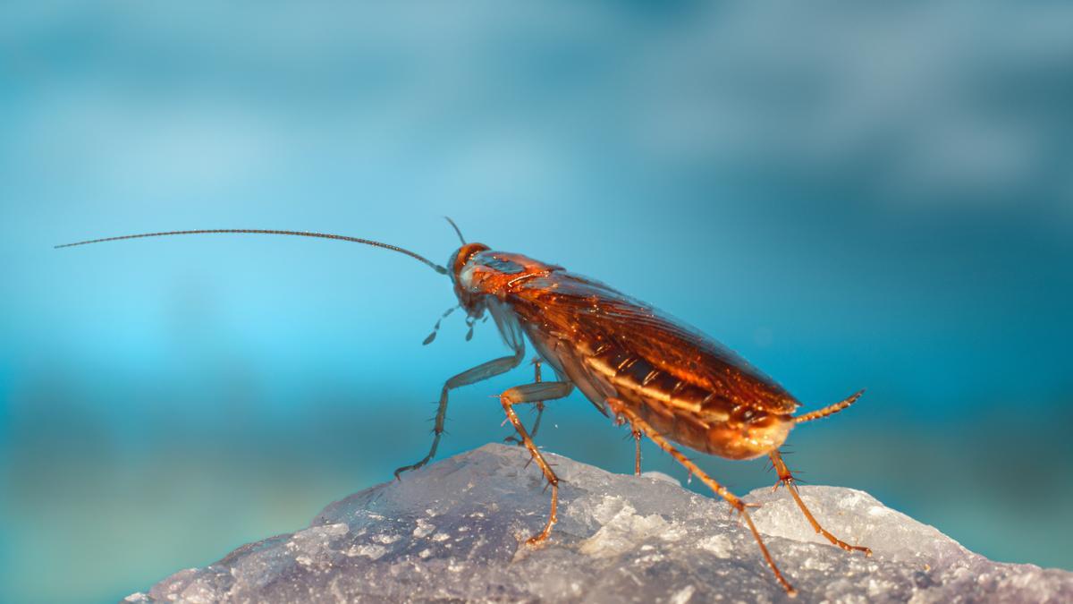 Encontrarse una cucaracha en casa es el mayor trauma de muchos