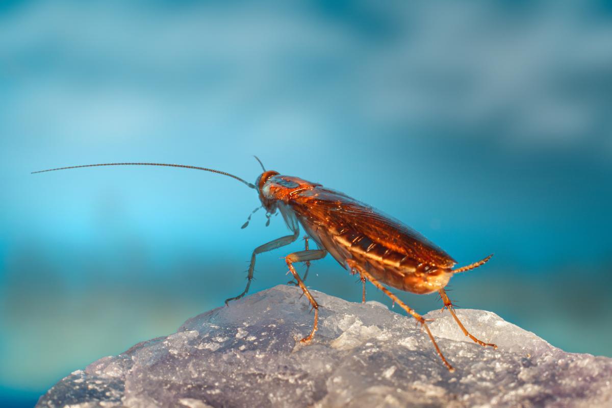 Encontrarse una cucaracha en casa es el mayor trauma de muchos