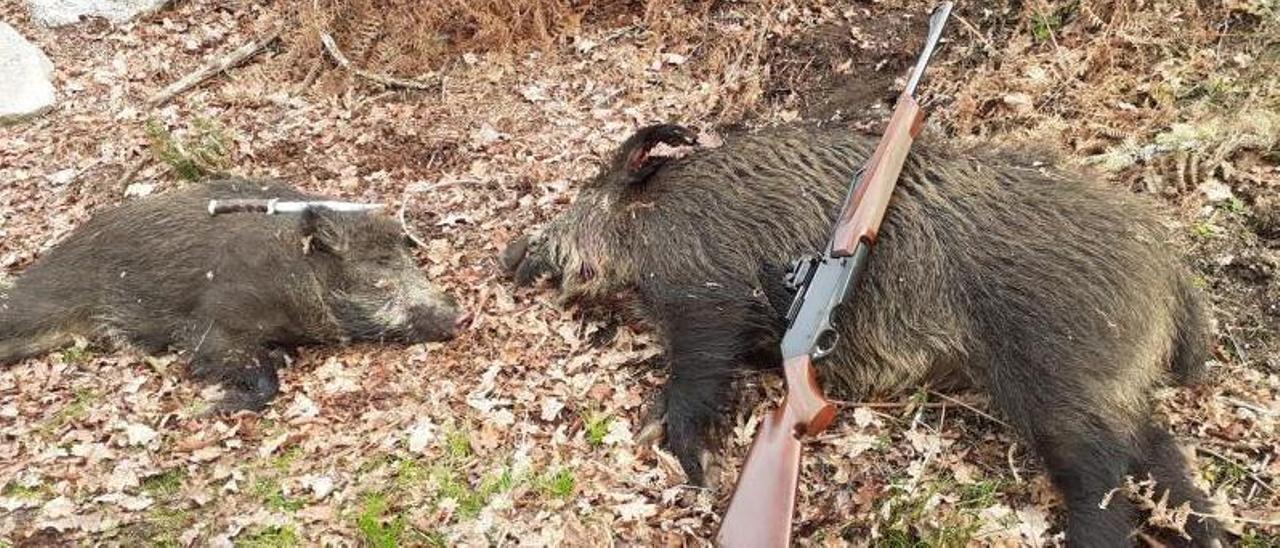 Dos ejemplares de jabalí abatidos ayer en la provincia de Pontevedra. |   // CEDIDA