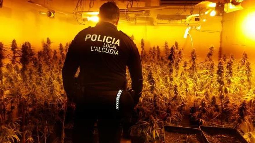 Un agente ante la plantación de marihuana desmantelada.