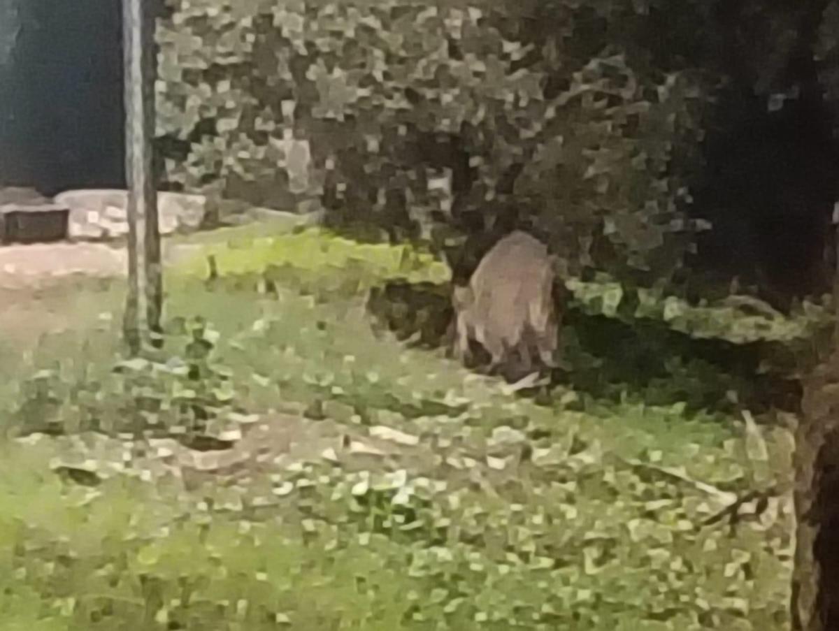 Jabalís del Paseo Alto.