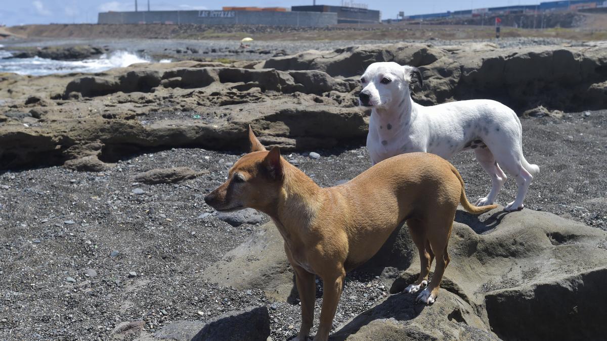 Playa para perros en la costa de Jinámar