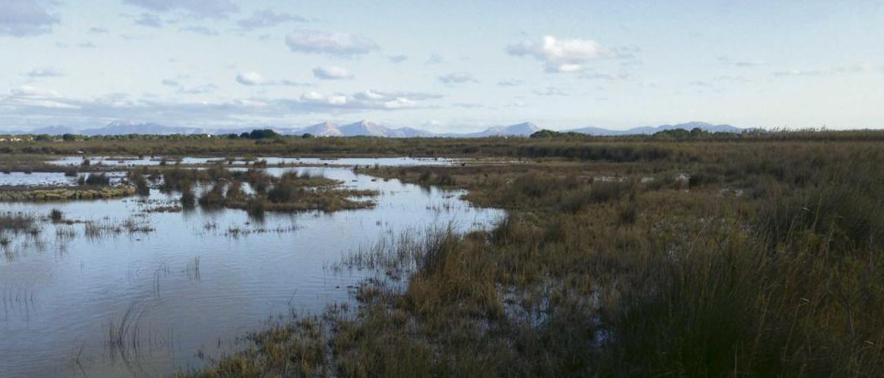 Las zonas protegidas, como s&#039;Albufera son minoría en Europa.