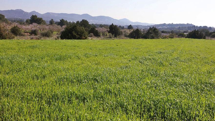 El ‘pa de xeixa’ recupera 27 hectáreas de secano en Ibiza