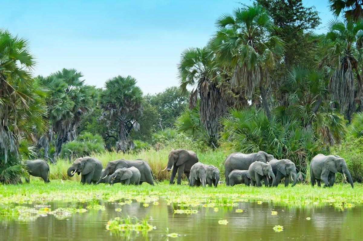 Elefantes en el lago Manze de Selous