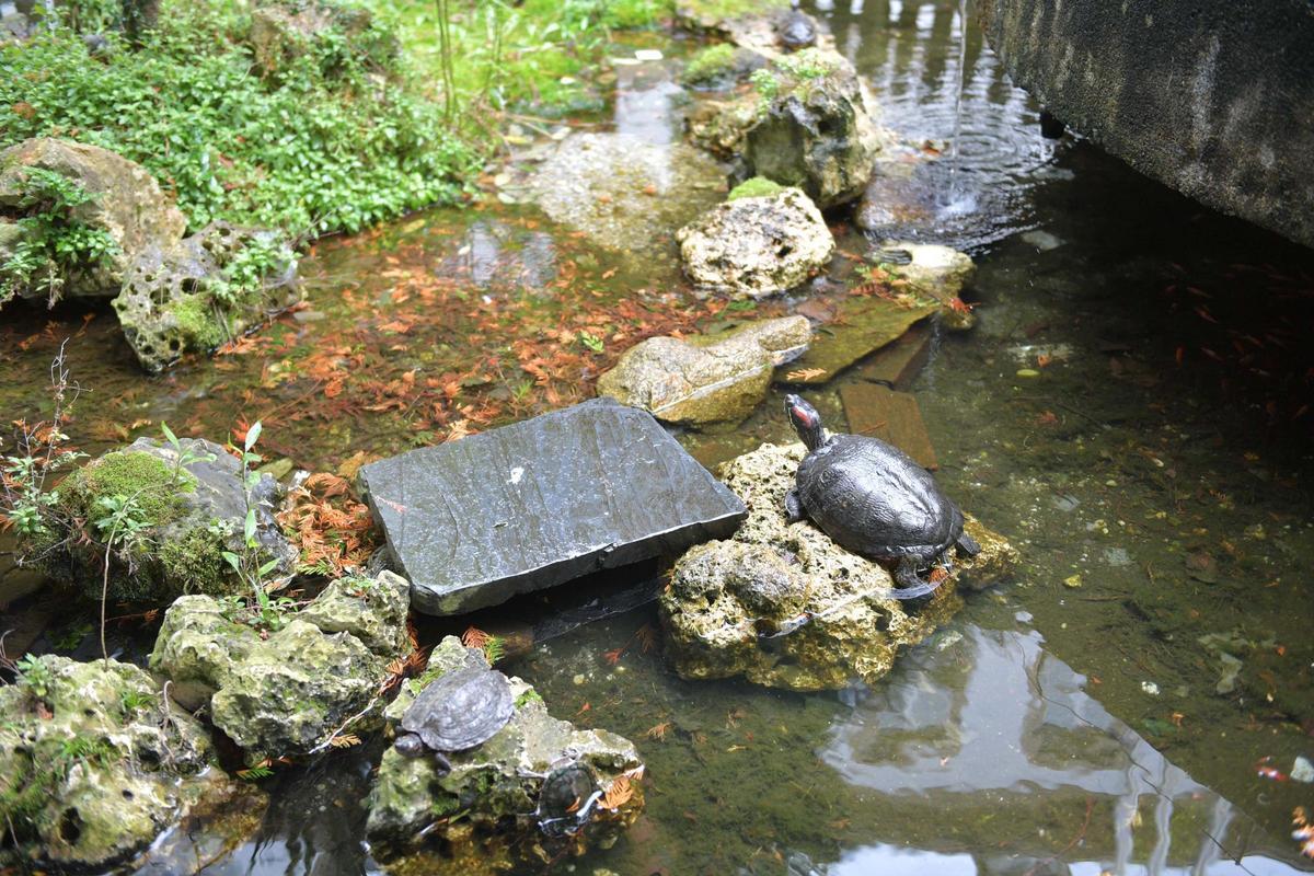 Las tortugas que conquistan A Coruña