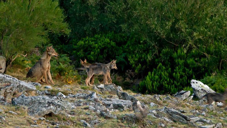 El Supremo tumba el plan del lobo de Castilla y León: los ecologistas intentarán lo mismo en Asturias
