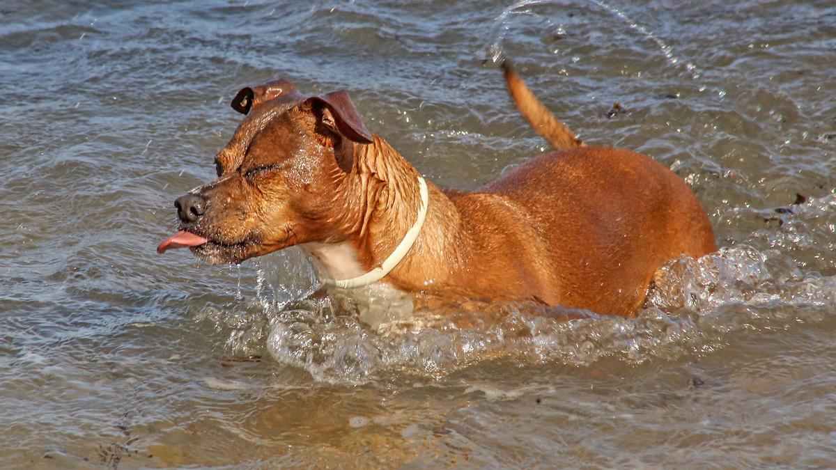 Playas de perros en Alicante: Playa canina Mar y Montaña, Altea.