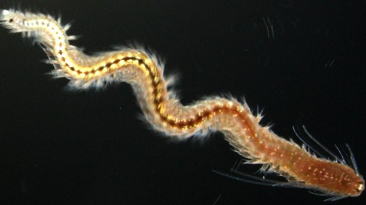 El gusano Platynereis dumerilii.
