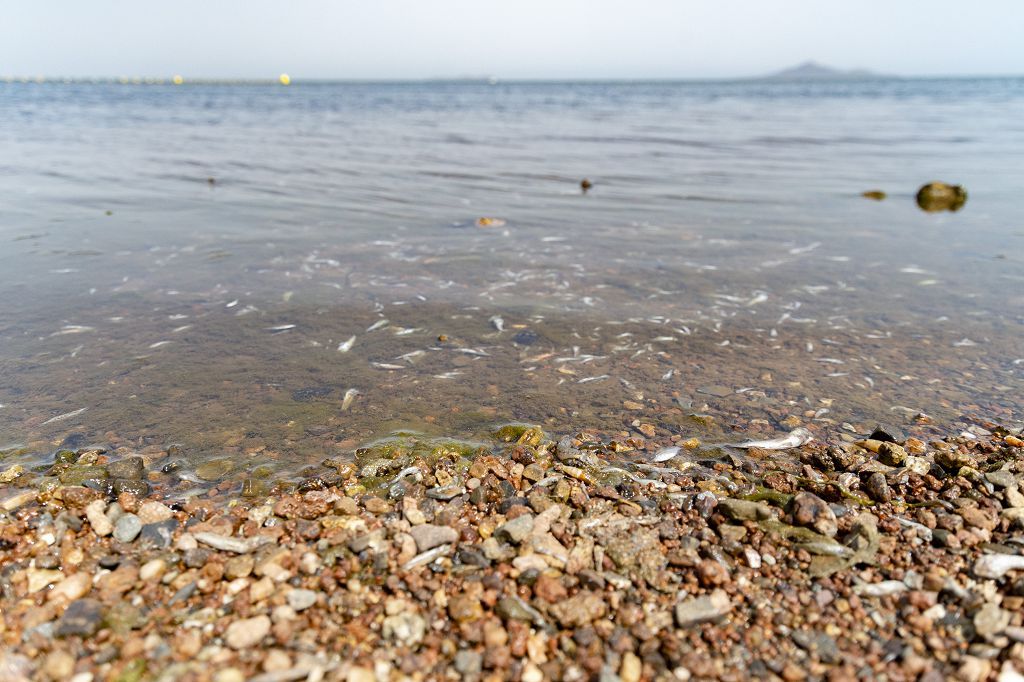 Así han amanecido las playas del Mar Menor