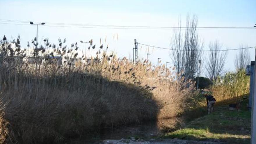 Peñíscola revisa los pinares para detectar procesionaria