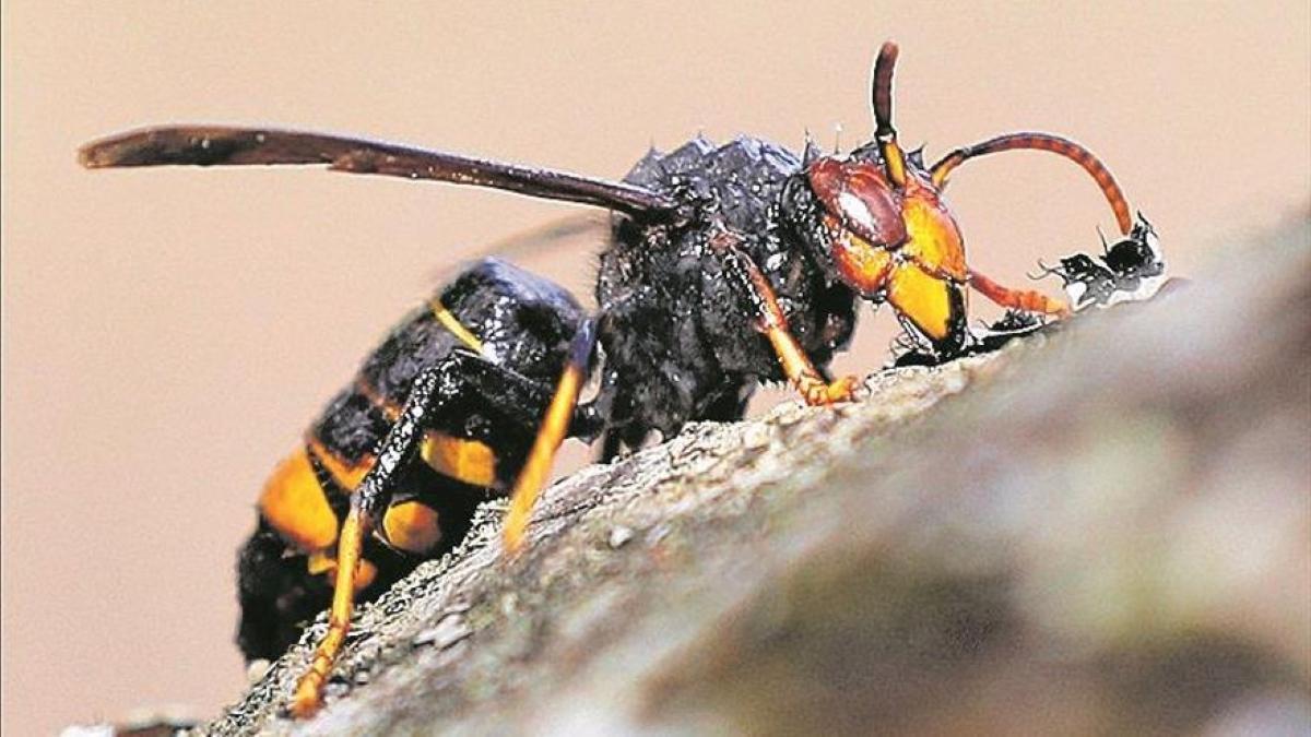 Las plantas que cazan avispas y evitan que se cuelen en nuestro hogar